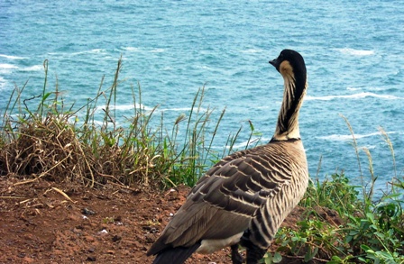 Nene (Hawaiin Goose), Hawaii